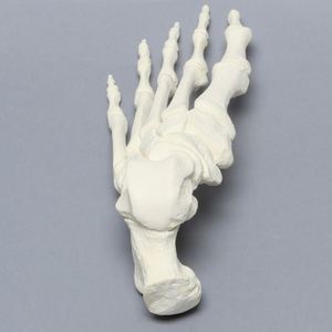 KyrenMed, modelo anatómico de hueso de <span class=keywords><strong>pie</strong></span> humano de espuma sólida, modelo de entrenamiento ortopédico de esqueleto para Taller, perforación preoperatoria - Product Image 2