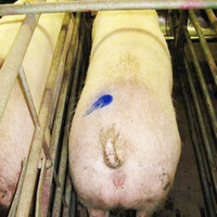 Peinture de marquage pour animaux, peinture de marquage pour porcs, moutons, non toxique, sans danger pour les animaux
