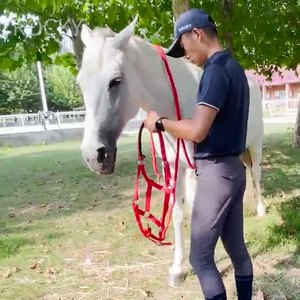 Productos Ecuestres para Deportes al Aire Libre, Collares Acolchados Lisos para Caballos, de un Proveedor Premium para Equitación - Product Image 4