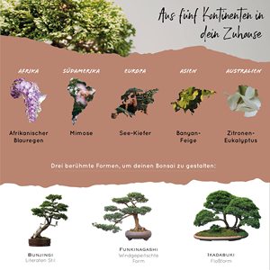 10 Bonsaïs exotiques des 5 continents Kit <span class=keywords><strong>de</strong></span> démarrage au design moderne unique pour débutants et idée cadeau - Product Image 4