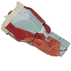 Structure de gorge pratique d'hôpital, modèle de pompe à 3 fois, aide aux étudiants - Product Image 3