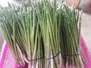 HOT HOT!!! Asperges vertes, emballage carton 10 kg, origine Vietnam, haute qualité, norme d'exportation, prix compétitif, Viet Seafarm - Product Image 4