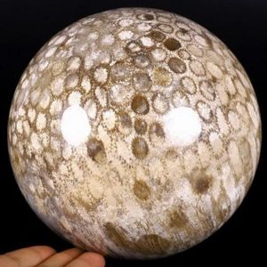 Esfera de Coral Fósil Natural Pulido al por Mayor, Piedra de Cristal Curativa para Decoración del Hogar y Regalos - Product Image 1