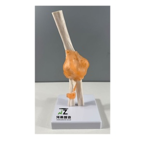 Modèle de squelette de paume grandeur nature de haute qualité en PVC avancé pour l'école et l'hôpital - Product Image 2