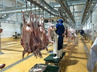 Machine d'abattage de moutons/chèvres