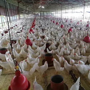 Bebedores para aves domésticas, equipamento para alimentação de aves, bebedor moderno