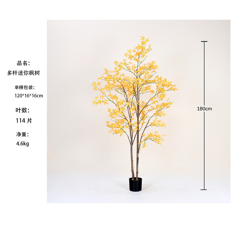 [Meilleure Vente] Mini Arbre d'Érable Jaune Multi-Tiges 180cm