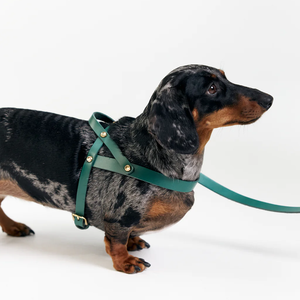 Arnés impermeable para perros Henshine, juego de correa para perros, diseñador ajustable, logotipo personalizado, arnés para perros recubierto de Pvc sin tirones para exteriores - Product Image 5