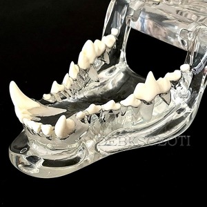 Modèle dentaire canin transparent pour clinique vétérinaire, usage pédagogique et décoration - Product Image 6