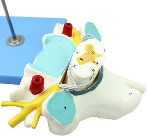 Modelo Ampliado de la Estructura Anatómica de la Médula Espinal Lumbar Humana, Modelo de Esqueleto Humano, Modelo del Sistema Nervioso Humano - Product Image 4