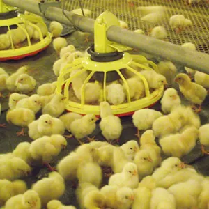 Pollo dell'attrezzatura del pollame del sistema della padella d'attaccatura dell'attrezzatura dell'allevatore di alta qualità