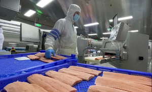 Línea de producción de línea de procesamiento de pescado de salmón Máquina cónica para matar salmón - Product Image 3