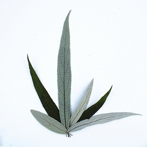 Hojas Secas de Debregeasia Orientalis Reales para Manualidades con Resina, Creación de Marcapáginas, Kit de Arte con Especímenes de Plantas Prensadas - Product Image 1