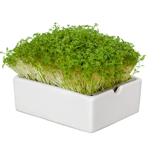 Organic Salad Microgreens Growing Kit With Porcelain Bowl For Planting Microgreens Set