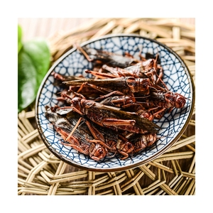 Grasshopper, Insetti Commestibili Best Seller, Mangime per Animali, Grillo Ecologico Fresco - Product Image 1