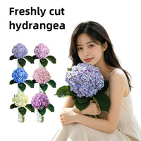 Dekorasi Bunga Hydrangea Segar 2026 untuk Acara Pesta Mewah dan Pertemuan, Hydrangea untuk Wanita
