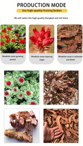 Оптовая продажа, <span class=keywords><strong>Rhodiola</strong></span> <span class=keywords><strong>Rosea</strong></span>, сушеные травы Hong Jing Tian <span class=keywords><strong>rhodiola</strong></span> <span class=keywords><strong>rosea</strong></span> корень - Product Image 5