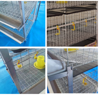 Cage à poulets de chair robuste à 3 niveaux de qualité supérieure pour l'élevage de poulets de chair – Fournisseur d'usine de cages à poulets de chair pour l'élevage avicole à grande échelle