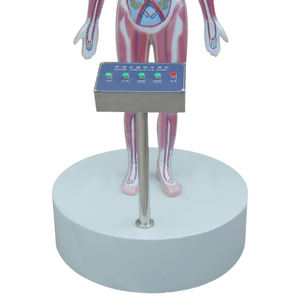 Modelo eléctrico de circulación sanguínea de drogadictos ZM7029 Tamaño natural - Product Image 3