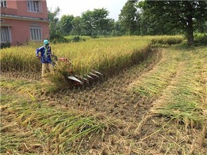 Mini Cosechadora de Maíz Miwell 4G90 con Motor de Gasolina de 4hp - Product Image 3