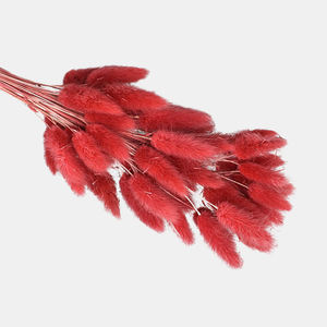Vente en gros de fleurs artificielles en soie pour la décoration de bureau à domicile fleurs séchées <span class=keywords><strong>lagurus</strong></span> ovatus lapin préservé queues de lapin herbe - Product Image 1