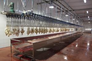 Machine d'abattage <span class=keywords><strong>de</strong></span> volaille halal automatique, ligne <span class=keywords><strong>de</strong></span> transformation complète, conforme aux normes islamiques, 500-3000 oiseaux/heure - Product Image 2