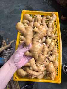 <span class=keywords><strong>Venta</strong></span> caliente 80-150g Jengibre al por mayor para la exportación con la mejor calidad y precio barato Jengibre fresco de alta calidad con Global Gap & Haccp - Product Image 3