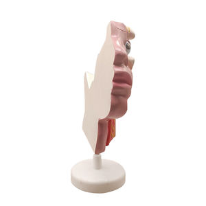 Nervo trigemino e i suoi rami ZM1212 ingrandito - Product Image 3