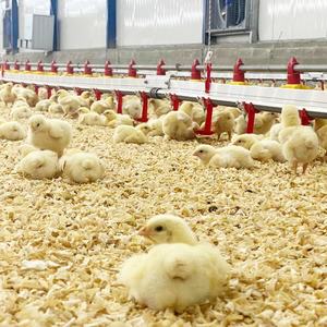 Comederos Automáticos Duraderos para Aves de Corral con Garantía - Product Image 2