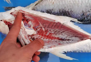 Alta Qualidade Peixe Matando Eviscerante Evisceração Máquina De Limpeza Matar Peixe e Abrir Máquina Traseira - Product Image 2