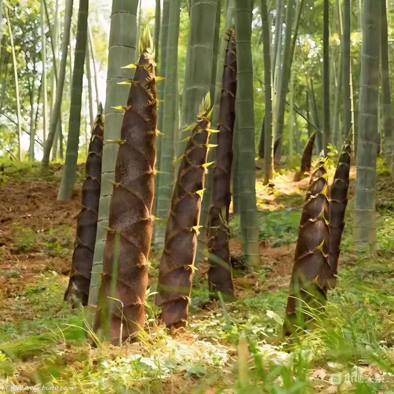 bamboo seed giant