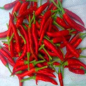 La cina produce peperoncino rosso essiccato al sole di prima qualità