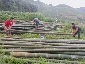 Pôles de bambou traités en gros, qualité construction, anti-termite, cannes droites pour projets hôteliers - Product Image 5