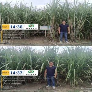 Fertilizante orgánico <span class=keywords><strong>de</strong></span> todos los nutrientes directo <span class=keywords><strong>de</strong></span> fábrica, fuente <span class=keywords><strong>de</strong></span> planta <span class=keywords><strong>de</strong></span> ácido húmico <span class=keywords><strong>de</strong></span> algas marinas NPK <span class=keywords><strong>de</strong></span> liberación lenta para cultivos agrícolas - Product Image 3