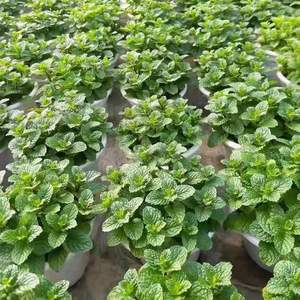 Plante en pot citron-menthe, semis <span class=keywords><strong>de</strong></span> <span class=keywords><strong>romarin</strong></span> et menthe comestibles, herbes anti-moustiques et purifiantes <span class=keywords><strong>de</strong></span> l'air, fleurs hydroponiques faciles à cultiver - Product Image 3