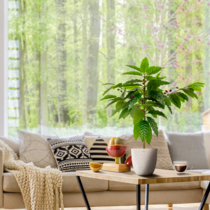 Cafemasy nhân tạo hạt cà phê cây cây với hạt cà phê trái cây cho cà phê bar nhà văn phòng - Product Image 3