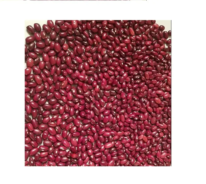 Kualitas Tinggi Kecil Kacang Merah Etiopia Gelap untuk Grosir
