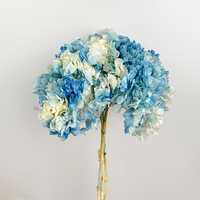 Karangan Bunga Hias dan Tanaman Khusus Bunga Kering Gradasi Besar Bigleaf Anna Snowball Hydrangea untuk Dekorasi Pernikahan dan Rumah