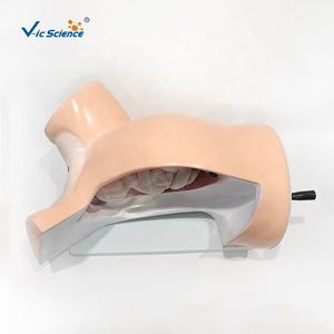 Modèle de formation médicale de haute qualité pour <span class=keywords><strong>cours</strong></span> de naissance et d'accouchement - Product Image 2