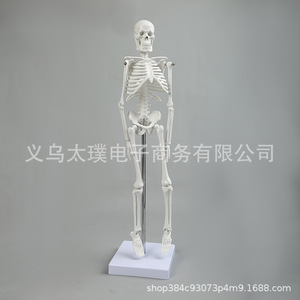 Spécimens d'os humains personnalisés, modèles squelettiques de simulation pour l'enseignement médical, modèles de squelette humain de la ceinture pectorale en gros - Product Image 2