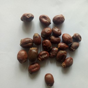 Li zhi he-<span class=keywords><strong>semillas</strong></span> puras secas de alta calidad, <span class=keywords><strong>semillas</strong></span> naturales de lichi para hierbas - Product Image 4
