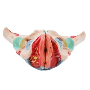Modelo pélvico femenino con piezas desmontables: útero, músculos, nervios y vasos sanguíneos para enseñanza de ginecología - Product Image 6