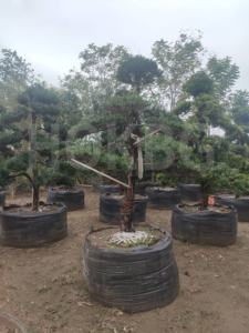 HOKBG – pot de culture robuste en plastique tissé anti-UV, 900 litres, 239 gallons, pour arbre Podocarpus Yew - Product Image 3
