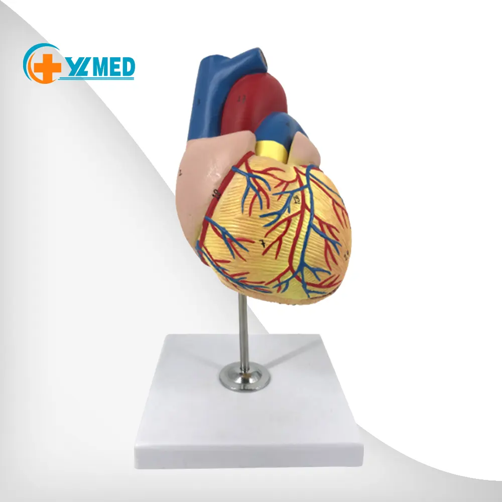 Forniture mediche avanzate personalizzabili scuola medica insegnamento umano anatomia cardiaca modello immagine materiale in PVC di alta qualità