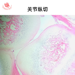 <b>Microscopic</b> slides of bones, joints, skeletal muscle, and red bone marrow for laboratory teaching and physiological and - Product Image 4