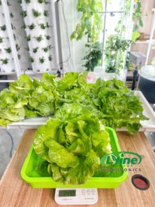 Grand jardin vertical hydroponique, système de circulation d'eau automatisé pour la plantation de légumes-feuilles d'intérieur (basilic, laitue) - Product Image 3