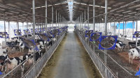Structure en acier préfabriquée de style design industriel pour bâtiment agricole, hangar à vaches, étable à chevaux, abri pour vaches
