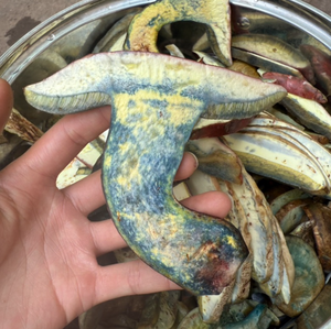 Jian Shou Qing Lanmaoa, Funghi Bolete Speciali dello Yunnan, che acquistano una colorazione da verde a blu, 250g, Fette Essiccate, Conservazione a Temperatura Ambiente - Product Image 6