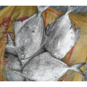 Poisson congelé, poisson pomfret noir en vente, pomfret noir et blanc, prix bas, exportation de poisson - Product Image 1