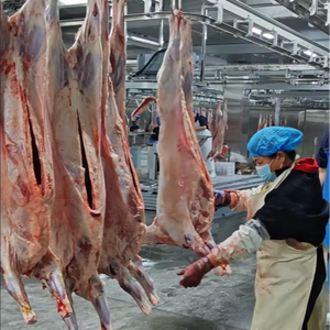 Máquina Automática <span class=keywords><strong>para</strong></span> el Sacrificio <span class=keywords><strong>de</strong></span> Ovejas y Cabras Halal, Equipo <span class=keywords><strong>de</strong></span> Matadero <span class=keywords><strong>para</strong></span> Ganado con Sistema <span class=keywords><strong>de</strong></span> Sangrado, Desollado y Evisceración - Product Image 1